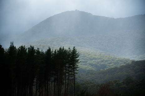 Scenes looking north from the end of Rayner Track, just west of Porepunkah