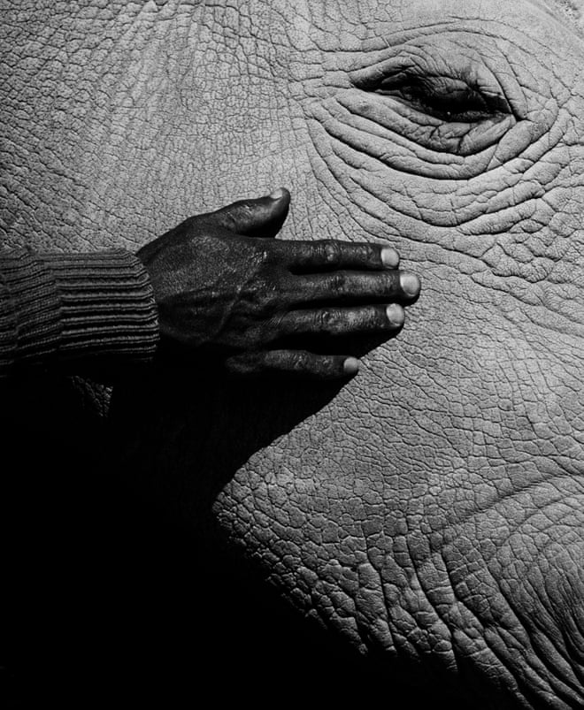 Ol Pejeta Conservancy in Kenya is one of the largest rhinoceros sanctuaries in the world and home to Najin and Fatu, a mother and daughter who are the last living northern white rhinos in existence. Jack Davison’s Ol Pejeta is published by Loose Joints. Sales of the book will raise funds for those trying to save the rhino species. All photographs: Jack Davison