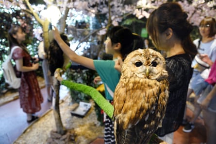 People explore a room decorated with blossom and branches on which live owls perch. One person is reaching out to touch an owl’s feathers