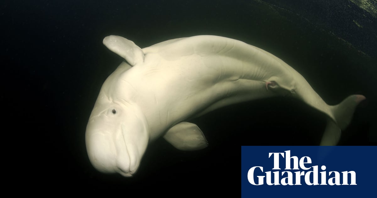 ‘Underweight’ beluga whale in France’s River Seine near Paris prompts rescue effort