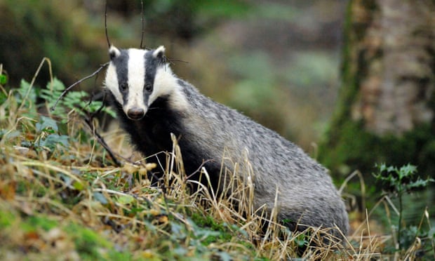 In all, there were 21 cull zones in England in 2017 involving seven police force areas.