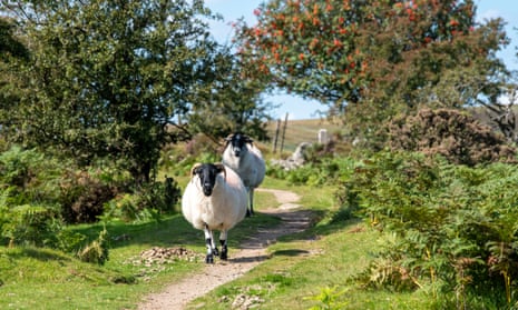 Scottish blackface sheep on Dartmoor above Widdecombe village.