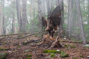 Bird Behaviour.Angel or Demon. ‘A Red Deer killed by a car in the pine forest near to where I live provided a fantastic opportunity to document the activity of carnivores and scavengers visiting the carcass. With the help of a friend I positioned and camouflaged a motion sensor and two mirrorless cameras nearby. After foxes, crows and some small birds had paid a visit, most unexpectedly, and despite the thick blanket of branches, a Golden Eagle appeared and descended to feed on the carcass. It was an unforgettable experience.’