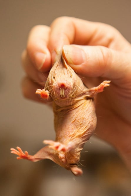 Anti-Ageing Secrets: Naked Mole-Rats & DNA Repair Research in Australia