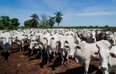 ماشية في مزرعة على مشارف سانتا كروز دي لا سييرا.