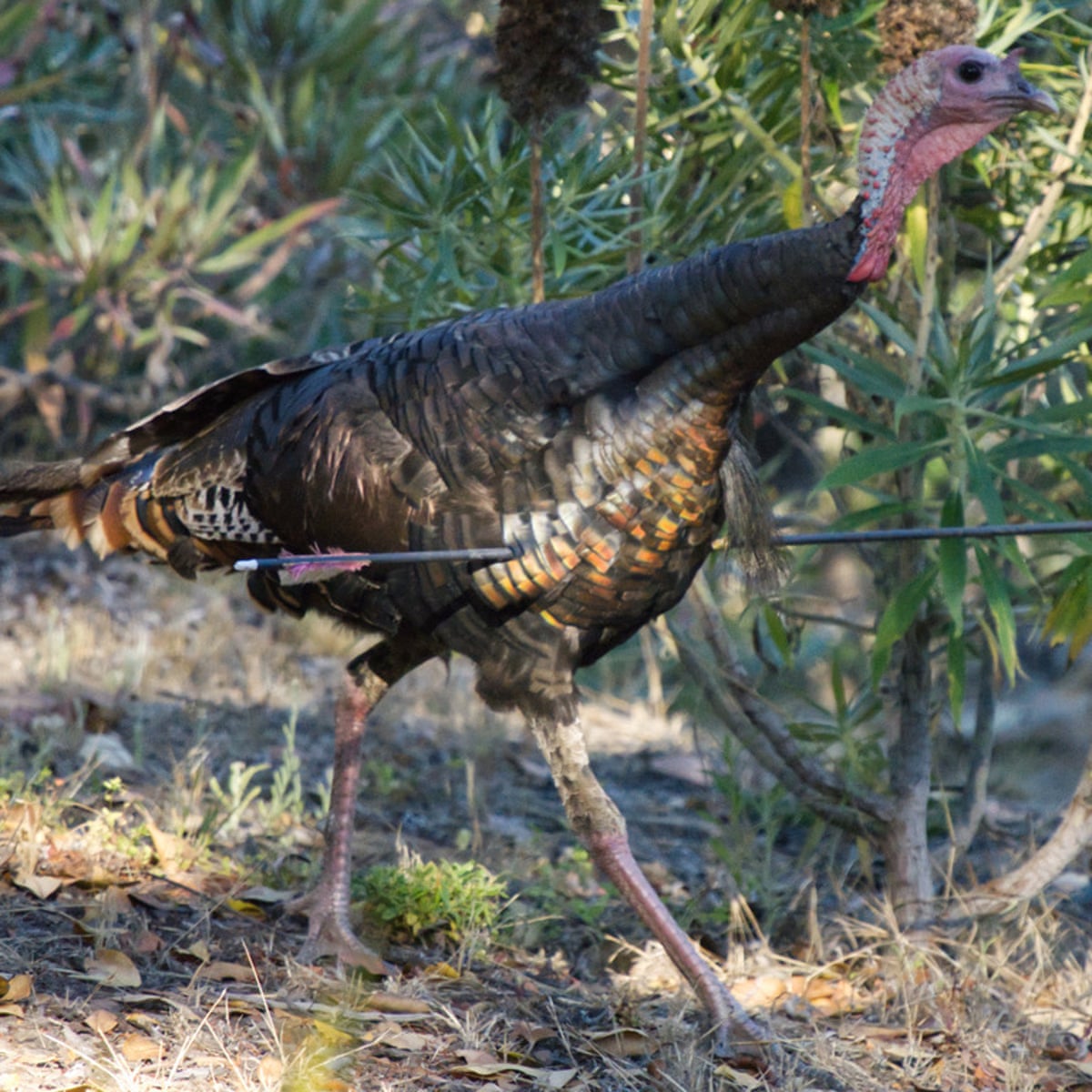 An arrow to the chest? This wild turkey is unruffled, California