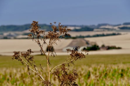 A wilted plant with an arid field of crops behind.