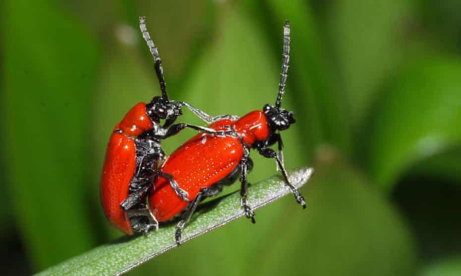 Scarlet lily beetles mating