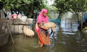 A woman takes their cattle to safe places as flood water increases in the coastal area in Khulna, Bangladesh on August 15, 2022. Due to climate change, again rising tides collapsing the embankments of coastal areas of Bangladesh, flooded and saltwater entering the locality damaging crops, and fish and hampered livelihood. (Photo by Zakir Hossain Chowdhury/Anadolu Agency via Getty Images)