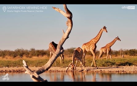 Four giraffes at a waterhole.