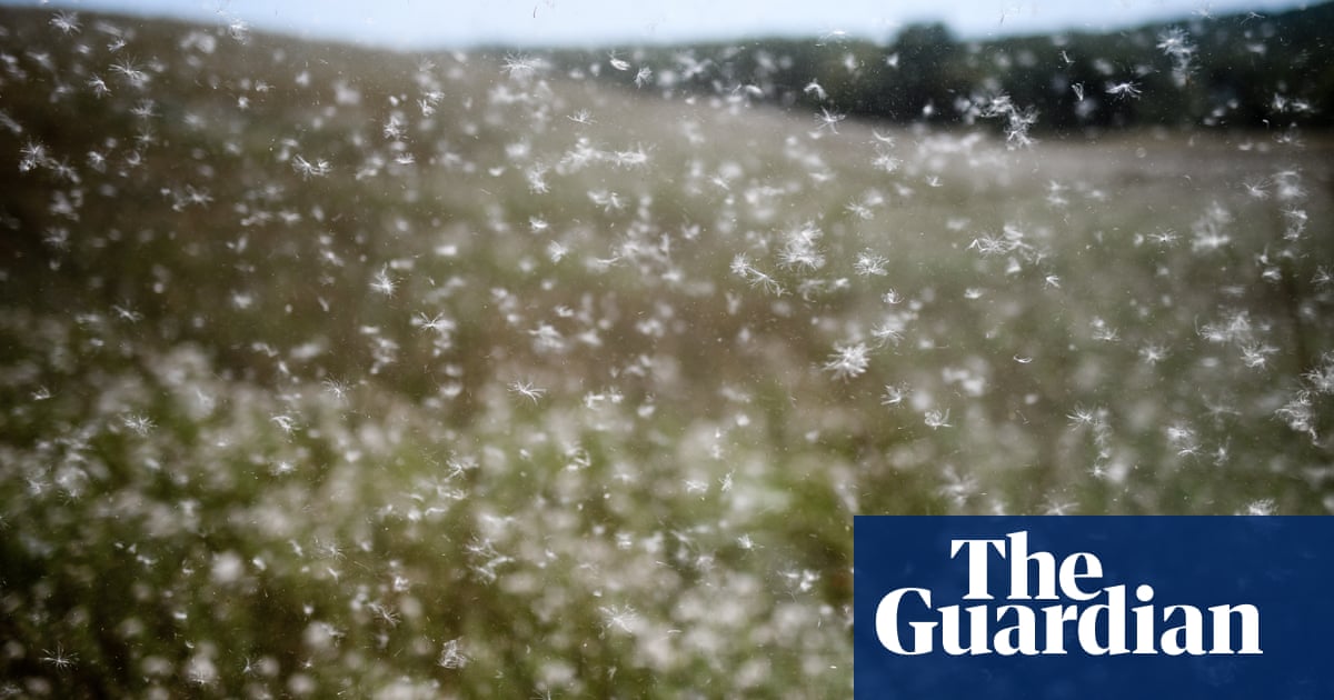 ‘Mist was everywhere’: extreme weather driving North America’s pollen overload