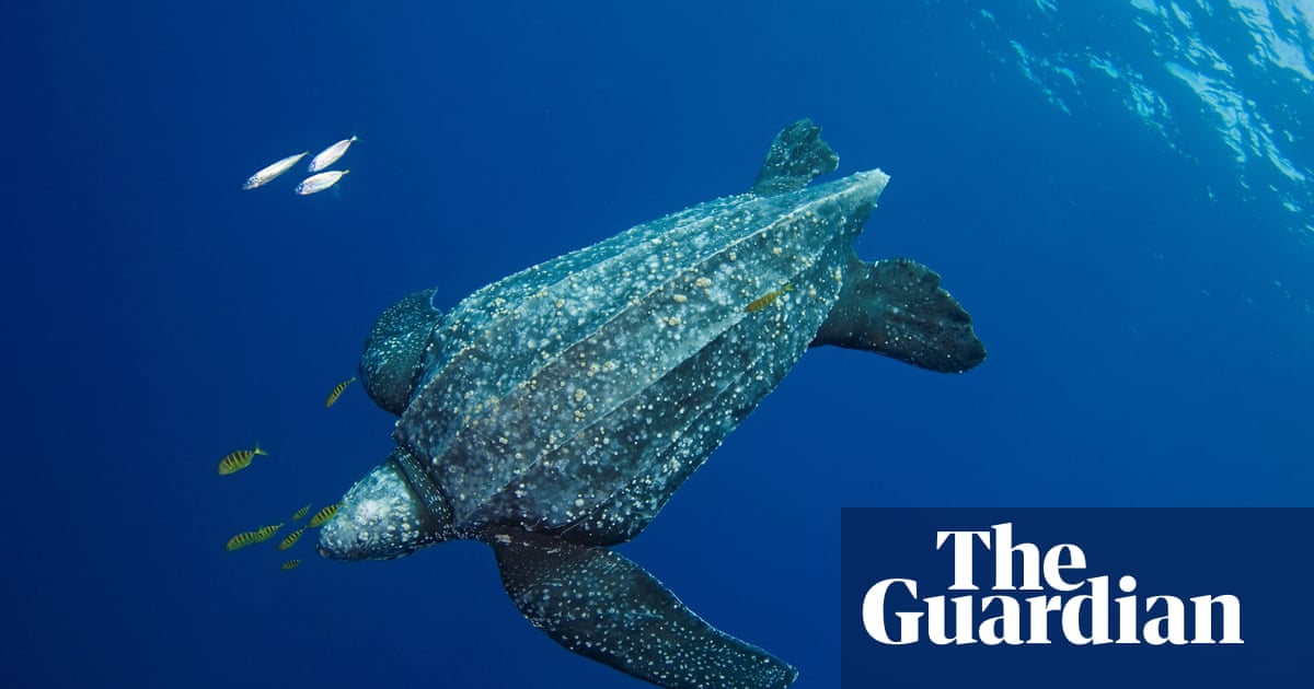 Кожистая морская черепаха фото Кожистая морская черепаха фото