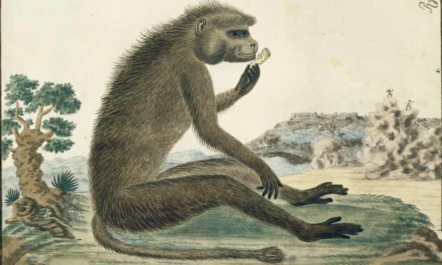 Fred the baboon was never so happy as when he was sitting in the back seat of a stranger's car, his mouth filled with more fruit than he could chew.