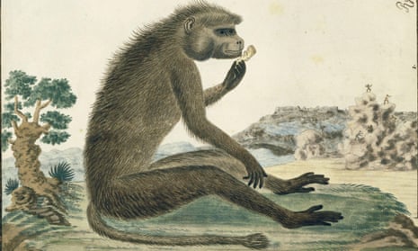 Fred the baboon was never so happy as when he was sitting in the back seat of a stranger’s car, his mouth filled with more fruit than he could chew. 