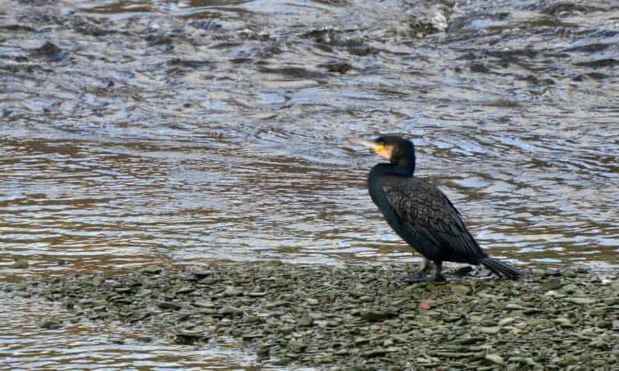 A cormorant stands on a bank of shingle in midstream.