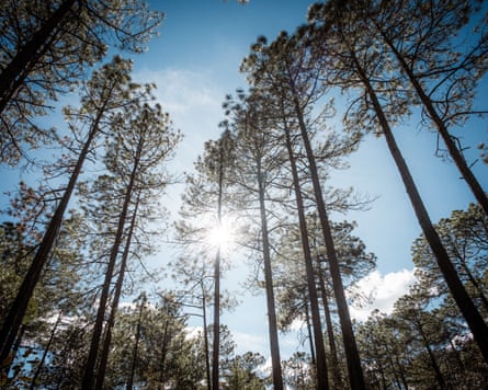 Sun shining through tall thin pine trees