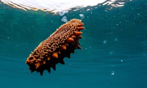 A Japanese spiky sea cucumber in the Sea of Japan.