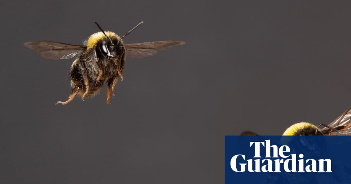Buy a photograph of bees, by Gerrard Gethings | Art and design | The Guardian
