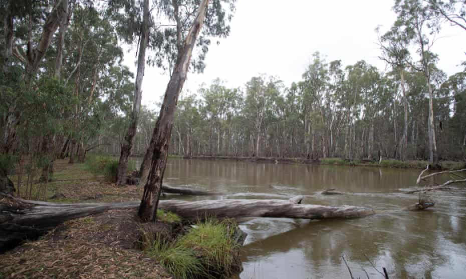 Murray River at Picnic Point picture shot from the NSW side of the border with the Barmah national park in Victoria on the other side