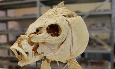 Skull of carp