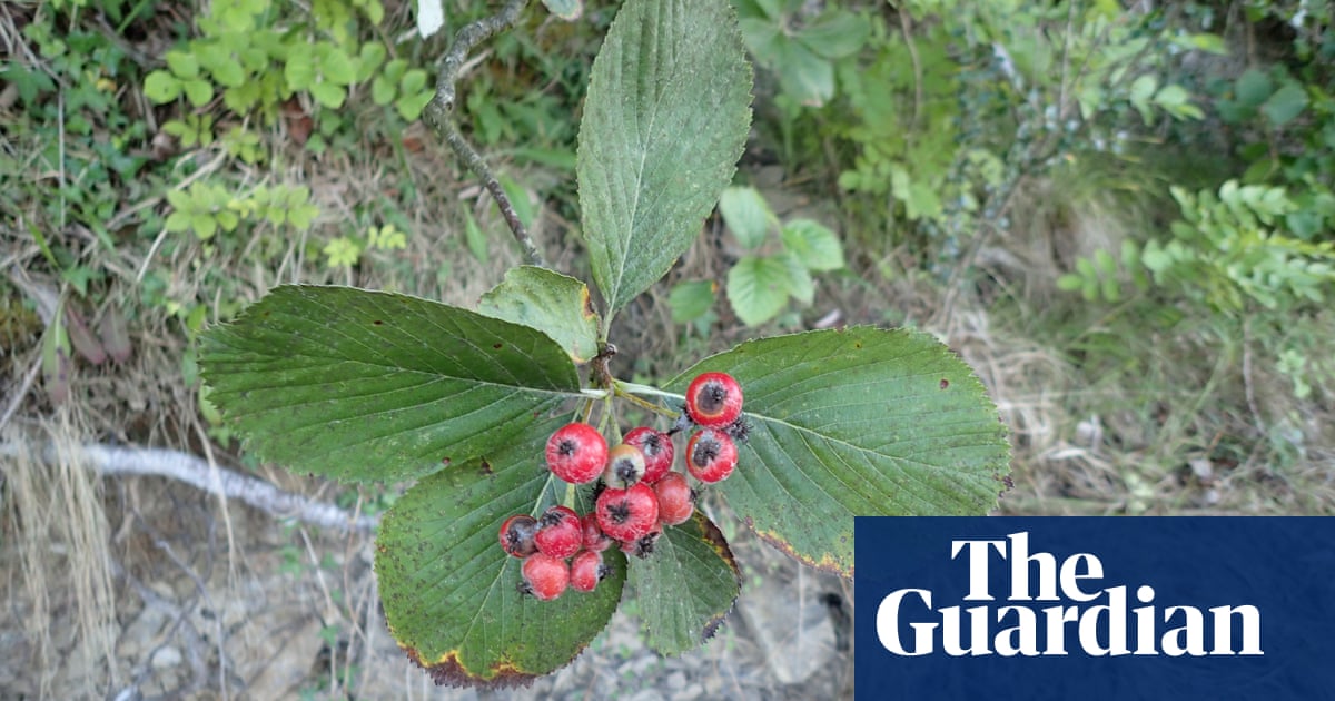 Plantwatch: one of world’s rarest trees found near Welsh coast