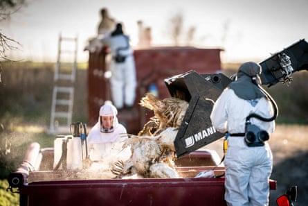 Workers from the Danish Veterinary and Food Administration and Danish Emergency Management Agency dispose of thousands of turkeys at a farm near the village of Ruds Vedby, near Soro in Denmark, on 6 January, after an outbreak of bird flu.