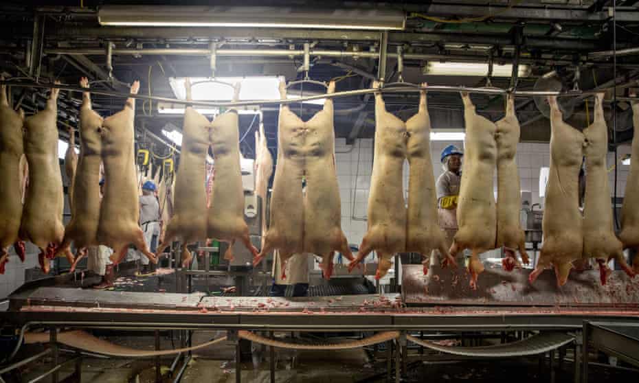 Pig carcasses in a Missouri plant