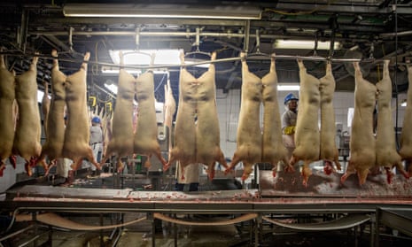 Pig carcasses in a Missouri plant