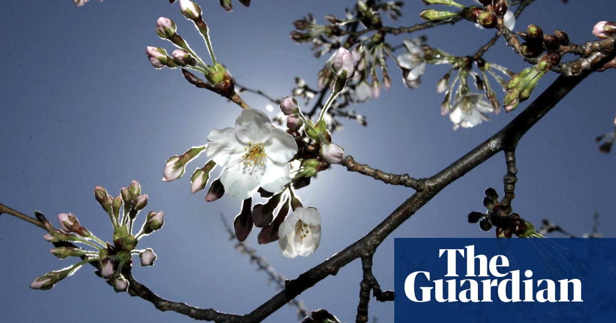 Blossom Circles To Bloom Across England Wales And Northern Ireland Trees And Forests The Guardian Blossom Circles To Bloom Across England Wales And Northern Ireland Trees And Forests The Guardian