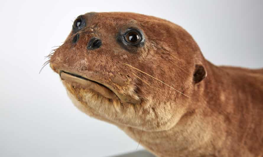 Melbourne Museum’s ‘‘Sad Otter’