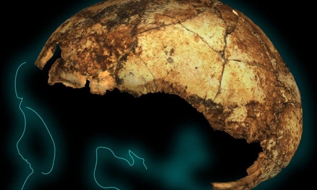 Homo erectus cranium outline. The earliest known skull of Homo erectus has been unearthed by an Australian-led team in South Africa. Photograph: Supplied by La Trobe University 