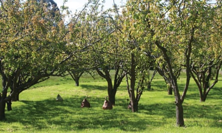 Giant pear sculptures sit under trees in an orchard on Birch's Bay sculpture trail