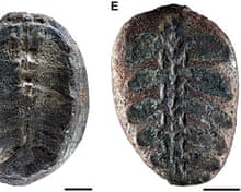 Ancient whale skeleton found in Thailand holds clues to climate change | Whales | The Guardian