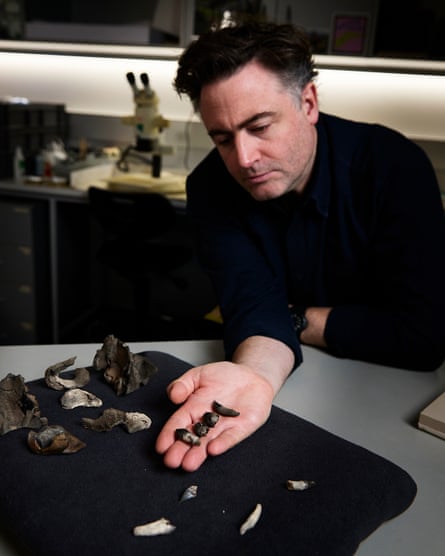 Dr Erich Fitzgerald with the teeth and partial fossil skull of Janjucetus dullardi.
