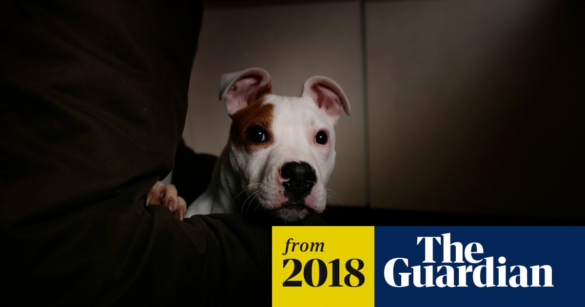 Dog shoots man: Iowa pet pulls trigger on owner | Iowa | The Guardian