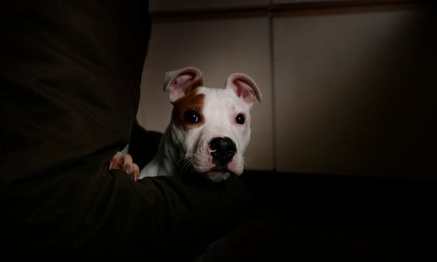 A pit bull terrier.