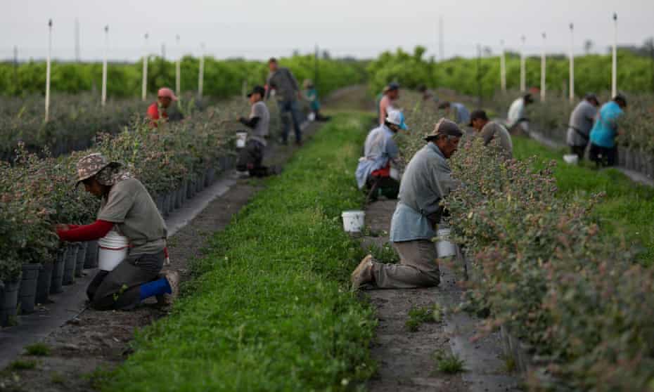 Workers pick blueberries at a farm in Florida on 31 March 2020. 
