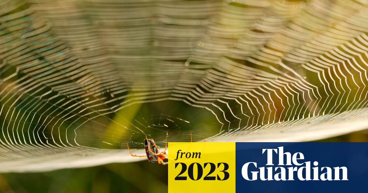 Stronger than steel, stretchier than rubber': the quest to harness the power of spider silk | Australian books | The Guardian Stronger than steel, stretchier than rubber': the quest to harness the power of spider silk | Australian books | The Guardian