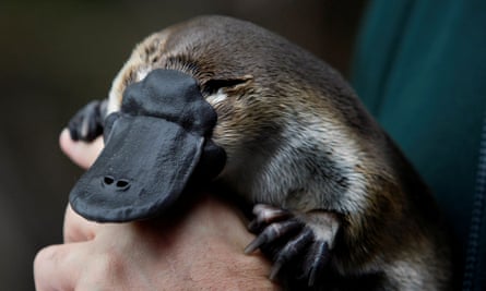 Platypus