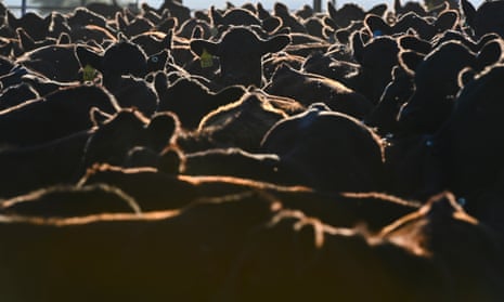 Cattle in a feed lot.