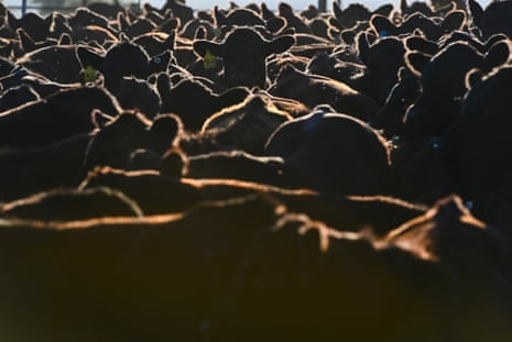 A view of black angus cattle on 12 September 2022 in McCook, Nebraska.