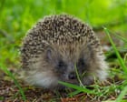 Ultrasound repellers could keep hedgehogs off roads, scientists hope