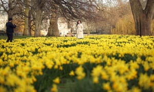 Daffodils in St James’s Park, London