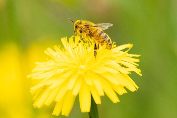 High fertiliser use halves numbers of pollinators, world’s longest study finds High fertiliser use halves numbers of pollinators, world’s longest study finds