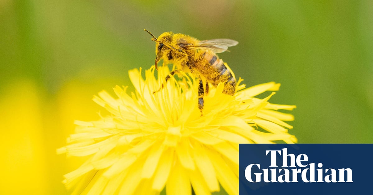 High fertiliser use halves numbers of pollinators, world’s longest study finds