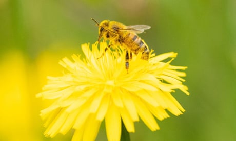 A honeybee completely covered in pollen on a yellow flower.