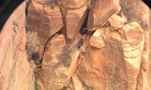 Zion National Park biologists confirmed a California condor chick in a nest on the cliffs near the north rim of the Grand Canyon.