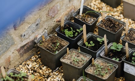Autumn sowings placed in a cold-frame to over-winter; an unheated greenhouse, cool windowsill or upturned plastic storage container make good cold-frame alternatives