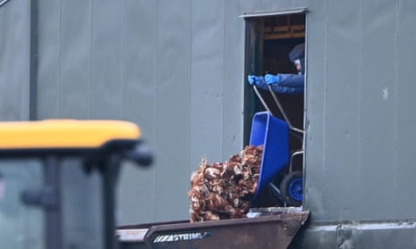 Culled chickens being dumped into a skip
