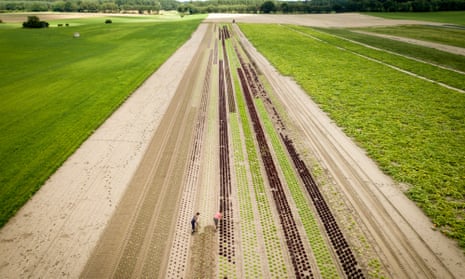 Employees work on a salad field on an organic farm in Brodowin, Germany